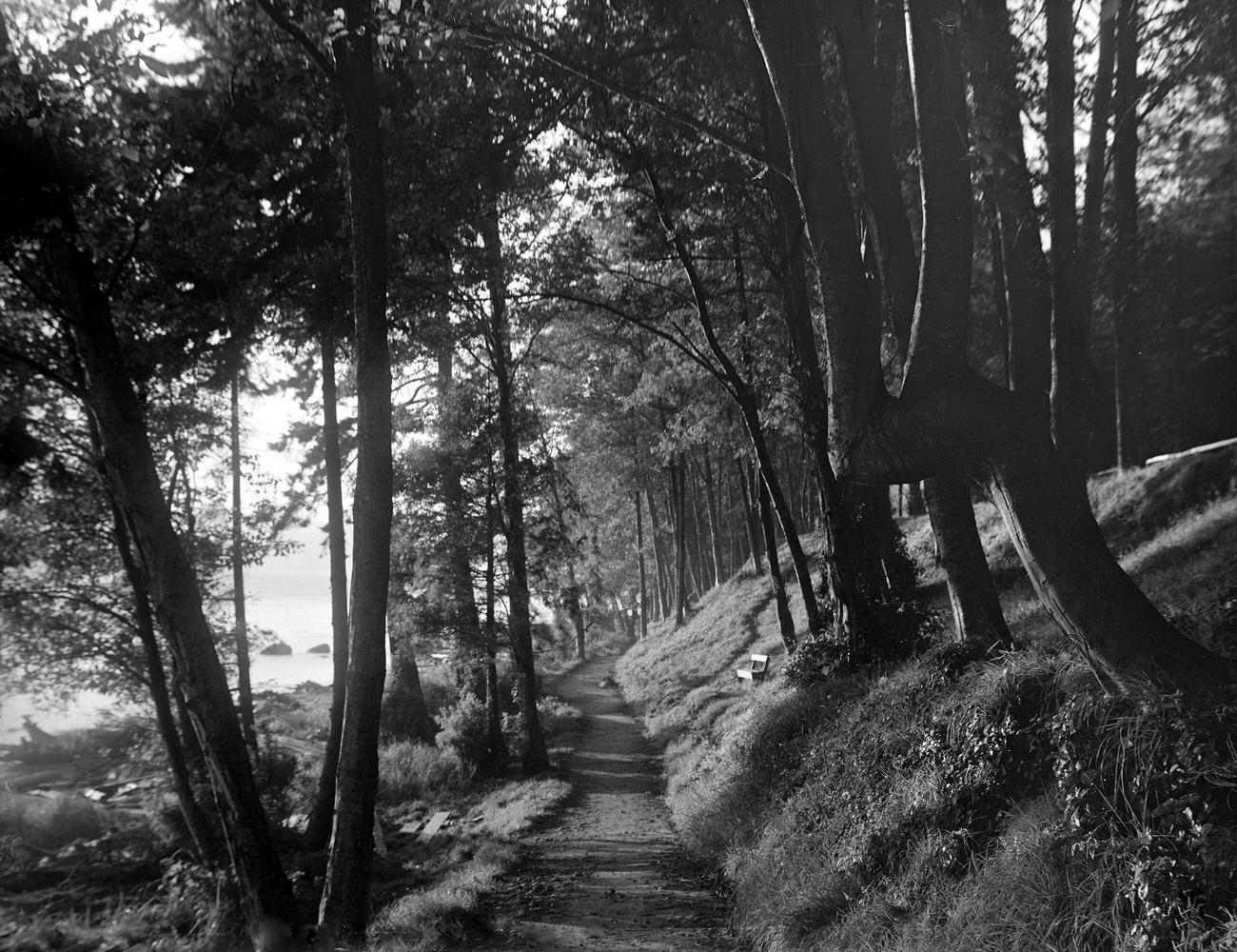 'A Devon Lane' in Stanley Park, Vancouver, 1912.