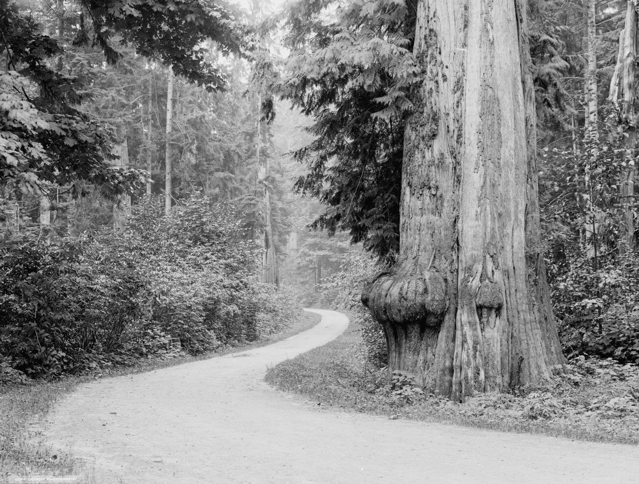 Driveway in Stanley Park, Vancouver, 1902.