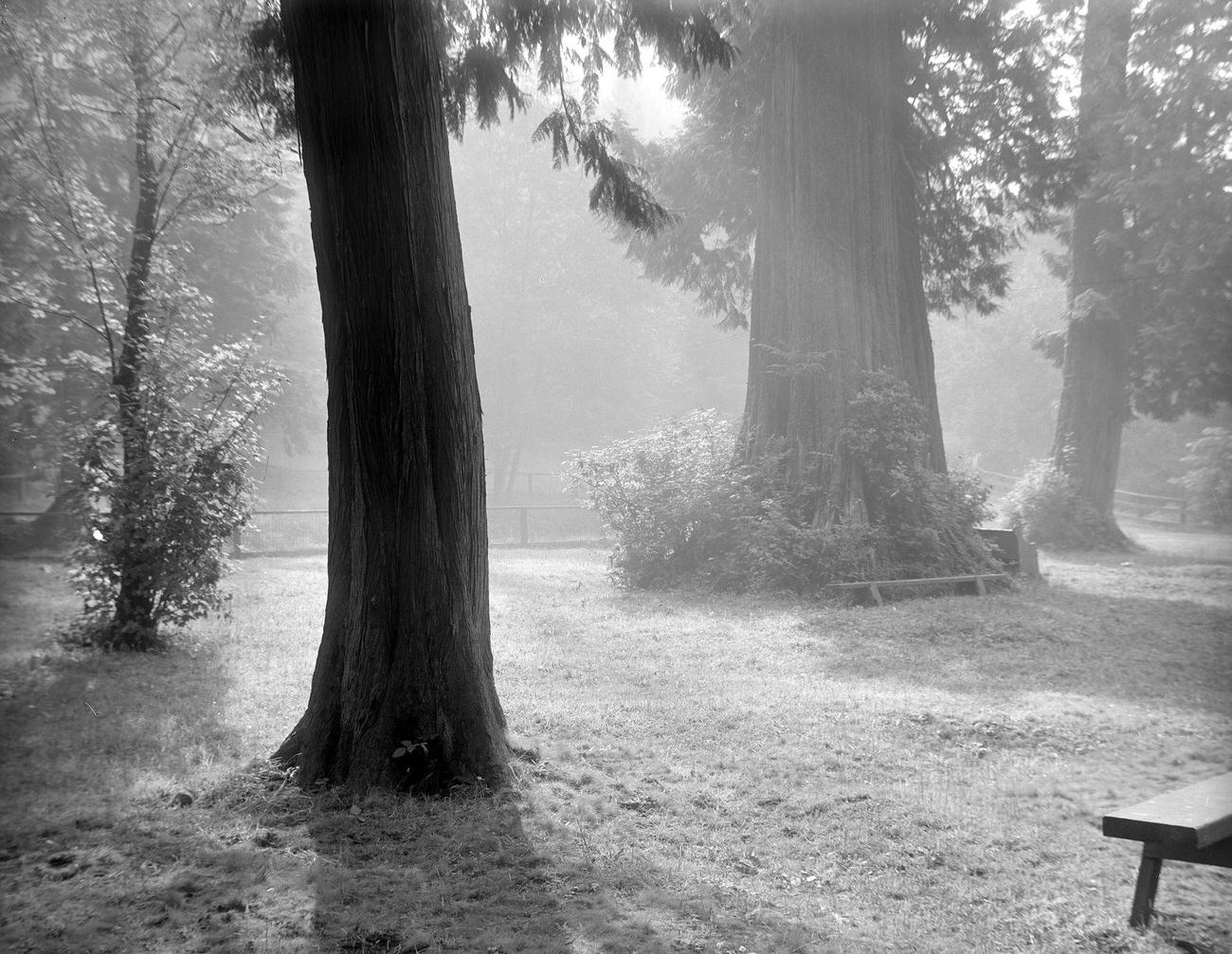 'Morning Mist' in Stanley Park, Vancouver, 1912.