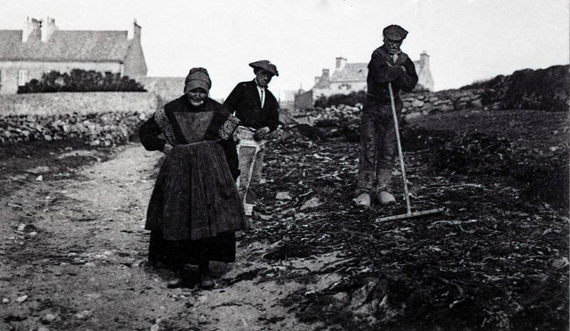 Seaweed harvest in Porspoder.