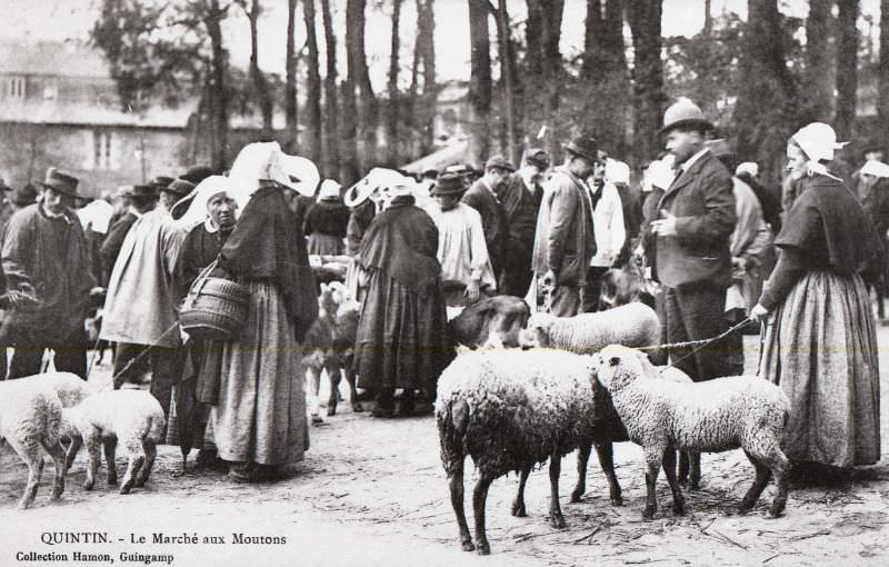 Sheep market in Quintin.