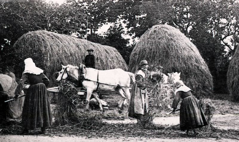Wheat harvest in Trégunc.