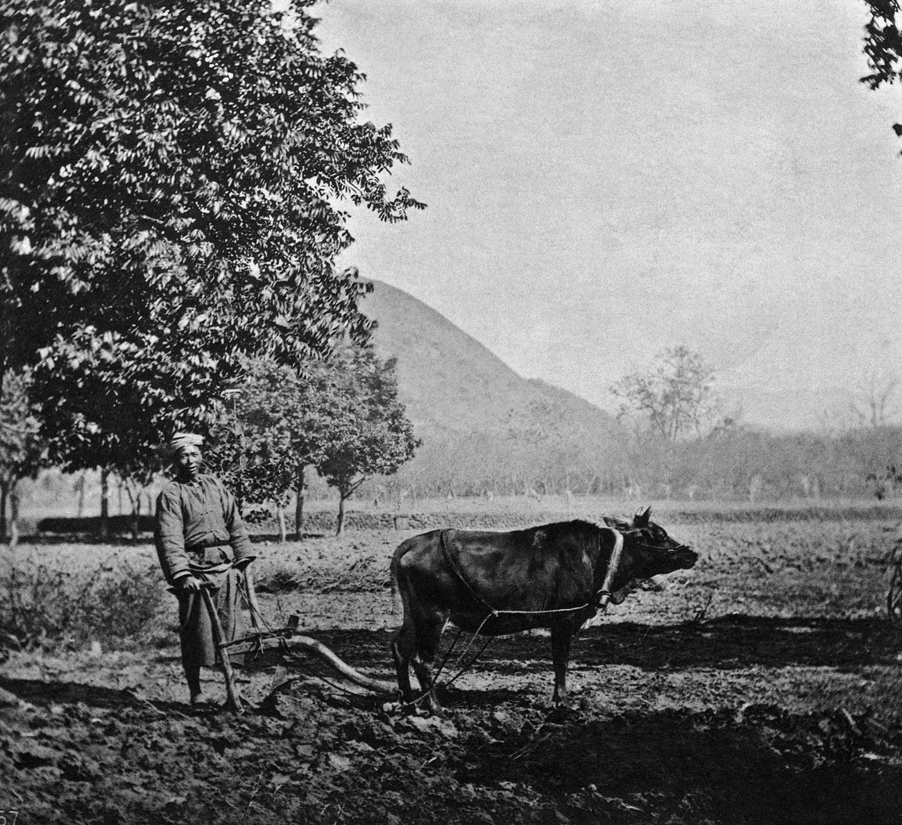 Ploughing in China, 1870s