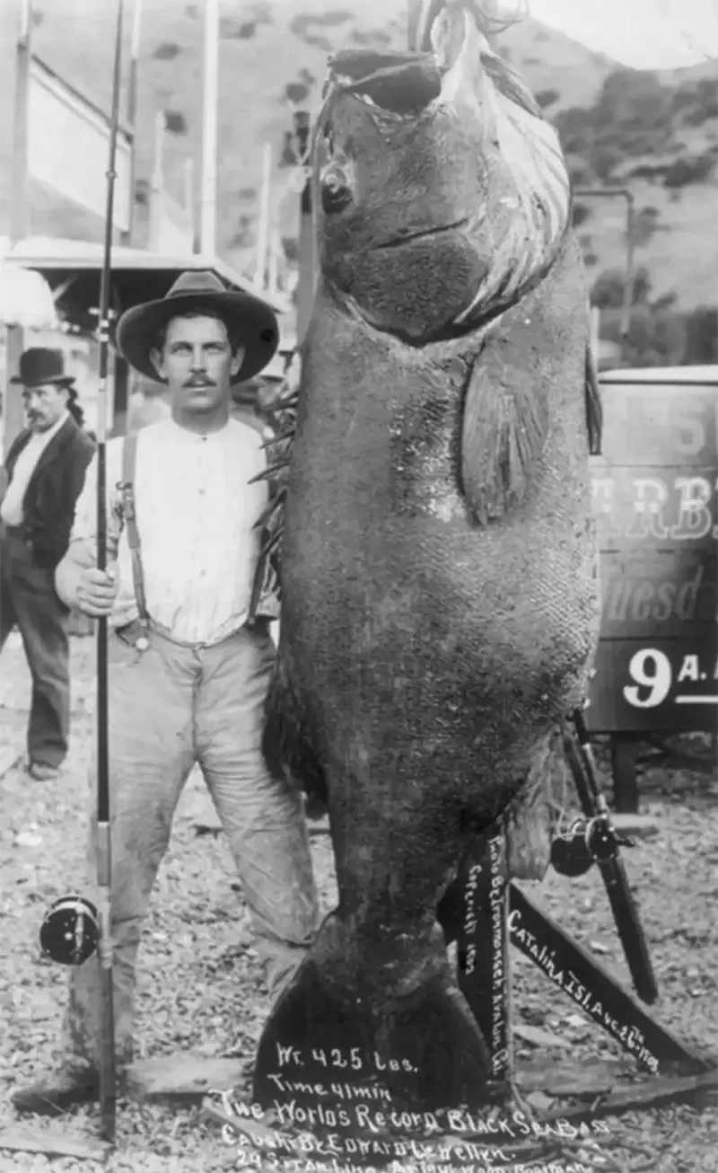 Edward Llewellen with a record 425 lb Black Sea Bass, Catalina Island, California, Aug. 26, 1903.