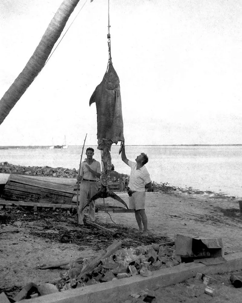 Ernest Hemingway, Henry Strater with 500-pound marlin remains, Bahamas, 1935.