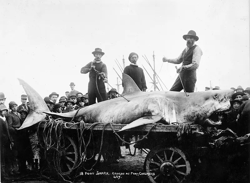 Shark, Port Chalmers, New Zealand, circa 1900.