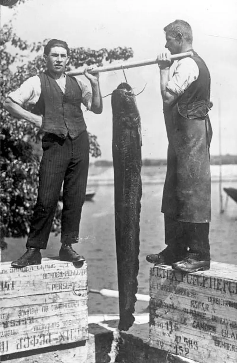 Giant catfish, Germany, 1928.