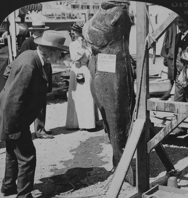 200 lb Black Bass, Catalina, California, 1906.