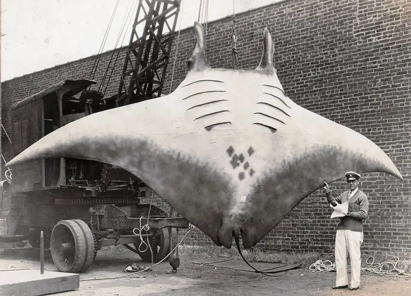 Captain A.L. Kahn with giant manta ray, 1933.