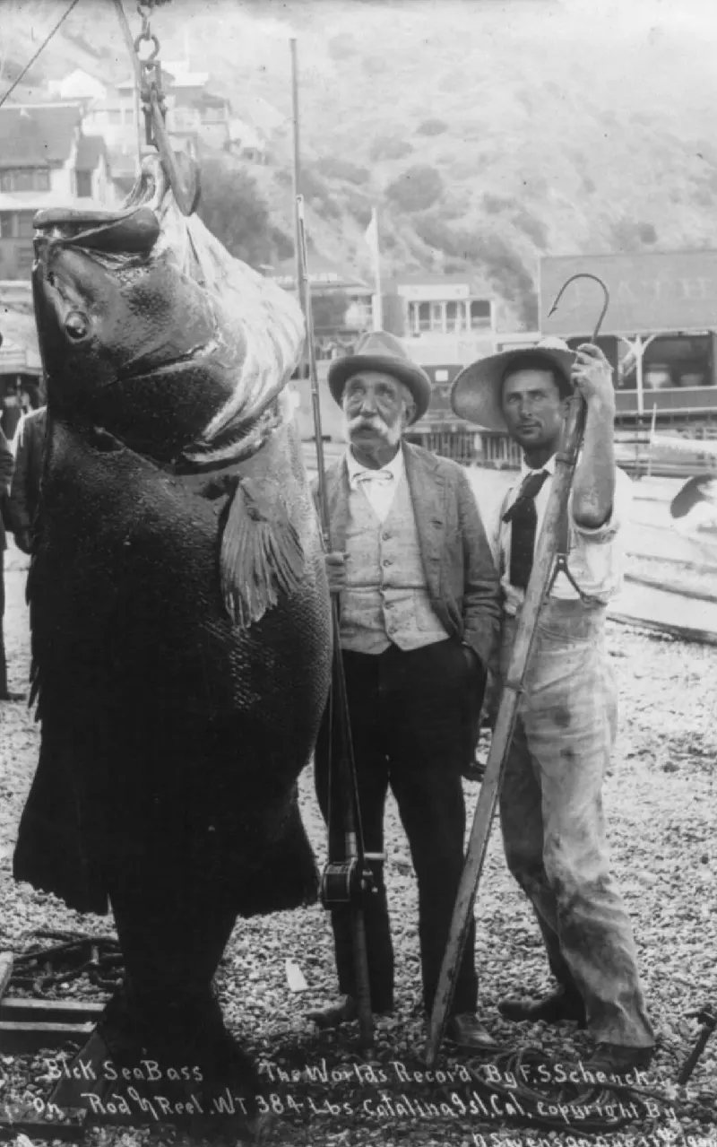 Franklin Schenck's 384 lb Black Sea Bass, Catalina Island, California, Aug. 17, 1900.