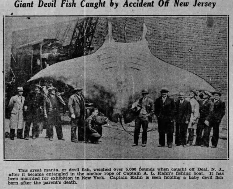 A.L. Kahn's 20-foot, 5,000 lb manta ray, New Jersey coast, summer 1933.