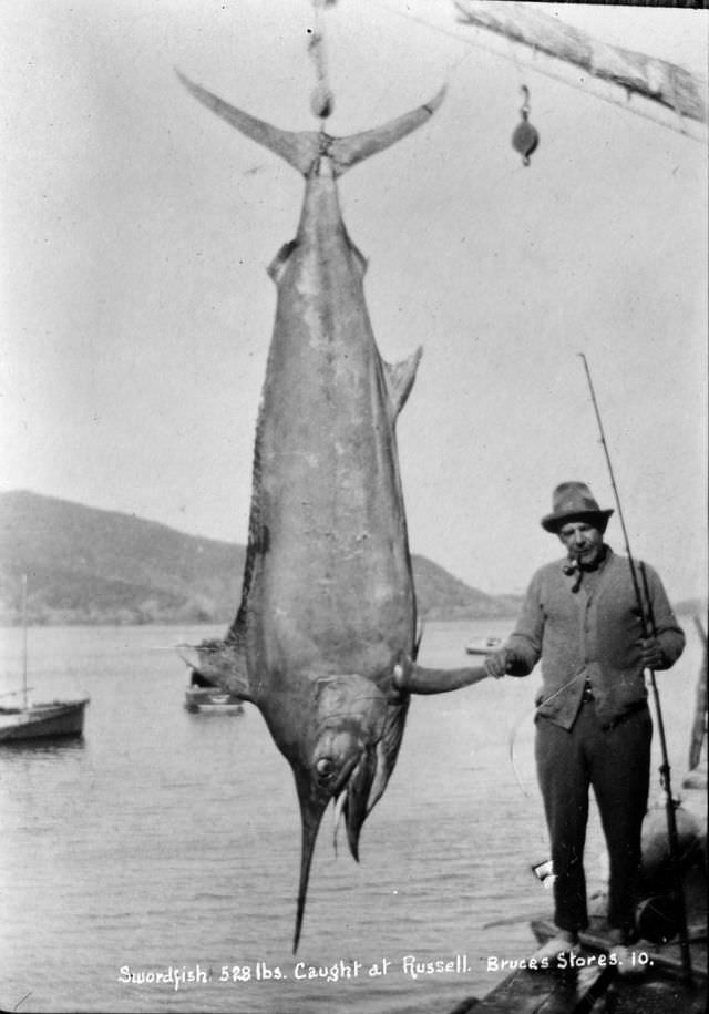 528 lb swordfish, Russell, circa 1910.