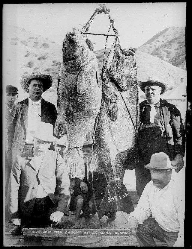 Men with Jewfish, Catalina Island, circa 1910.