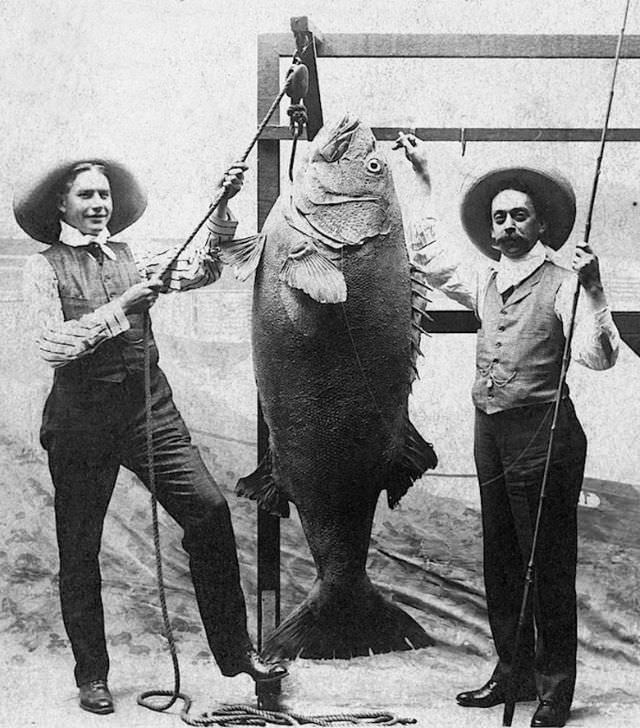 Hooked on History: Fishermen and Their Impressive Catches in Historical Photos