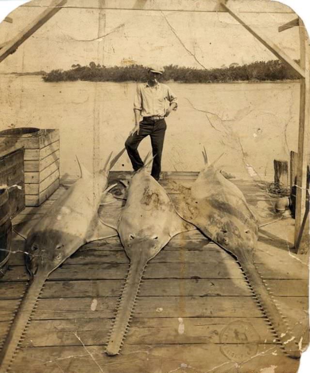 Hooked on History: Fishermen and Their Impressive Catches in Historical Photos