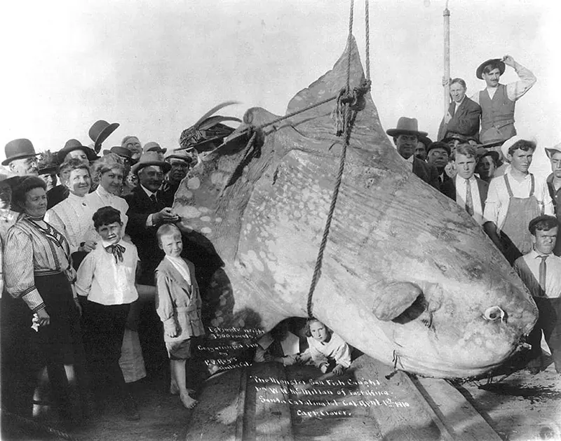 W.N. McMillan's 3,500 lb ocean sunfish, Santa Catalina Isl., California, April 1, 1910.