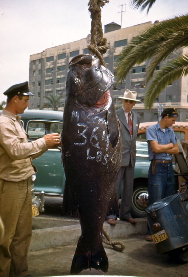 Hooked on History: Fishermen and Their Impressive Catches in Historical Photos