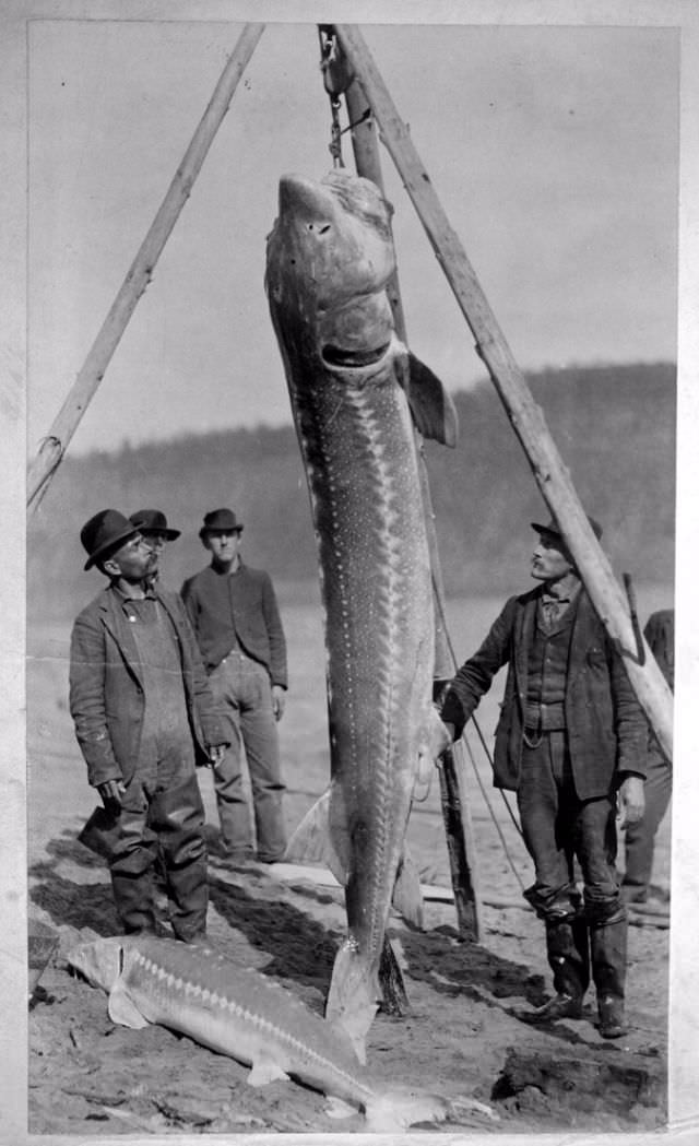 Hooked on History: Fishermen and Their Impressive Catches in Historical Photos