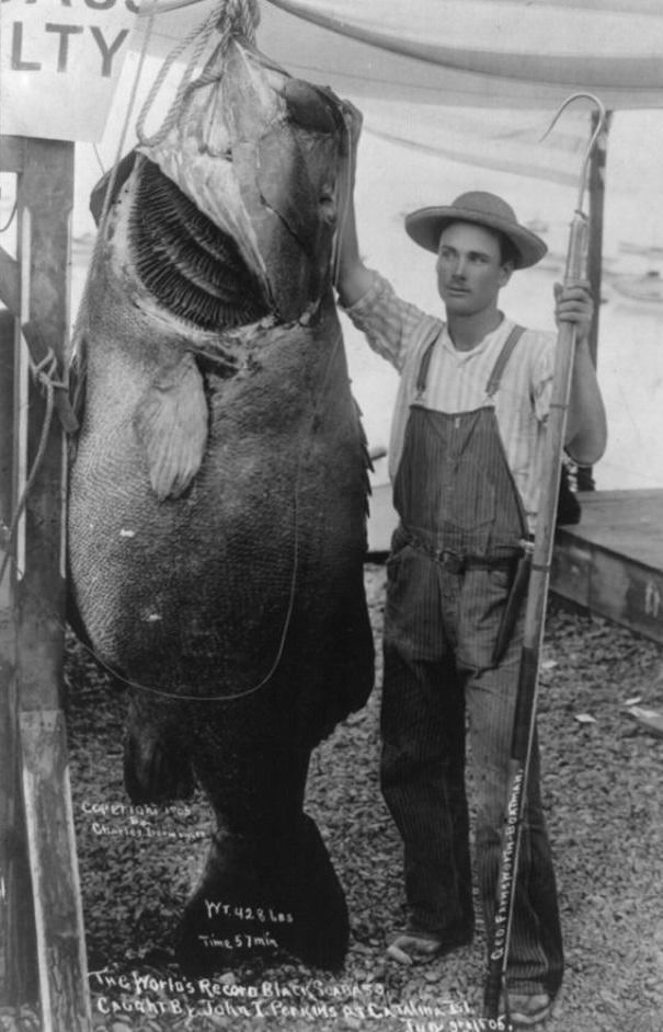 Hooked on History: Fishermen and Their Impressive Catches in Historical Photos
