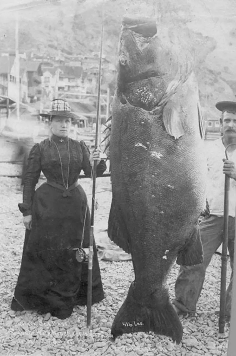 Mrs. A. W. Barret's 416 lb Black Sea Bass, Santa Catalina, 1901.