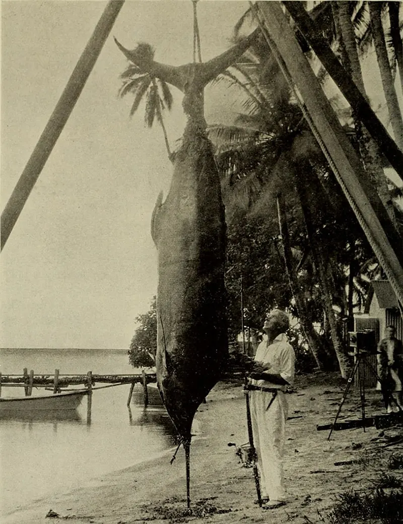 Giant Tahitian Marlin, 1901.
