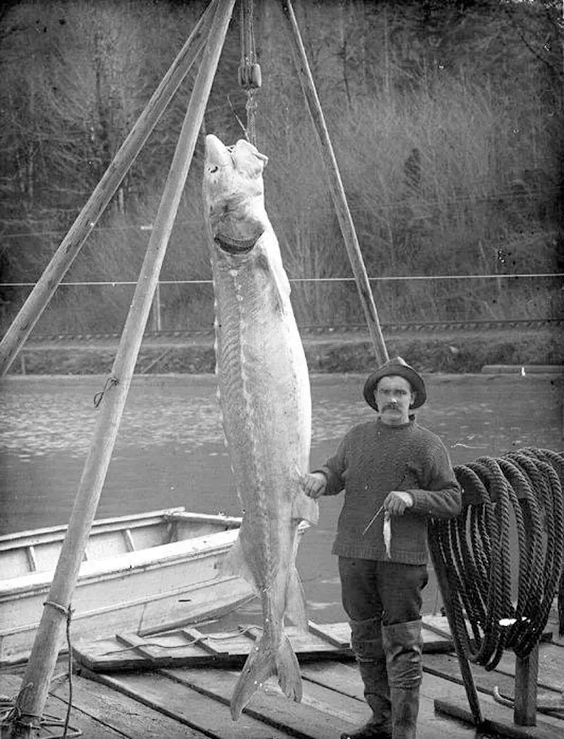 Large sturgeon, lower Columbia River, circa 1900.