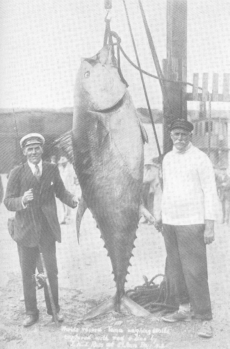 Record 680 lb tuna, 1911.