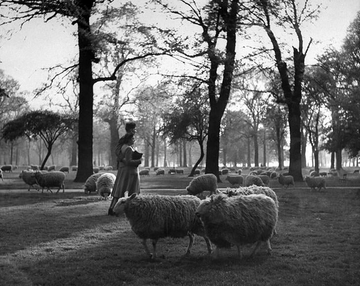 GI and girl among sheep, Kensington Gardens, London, 1945.