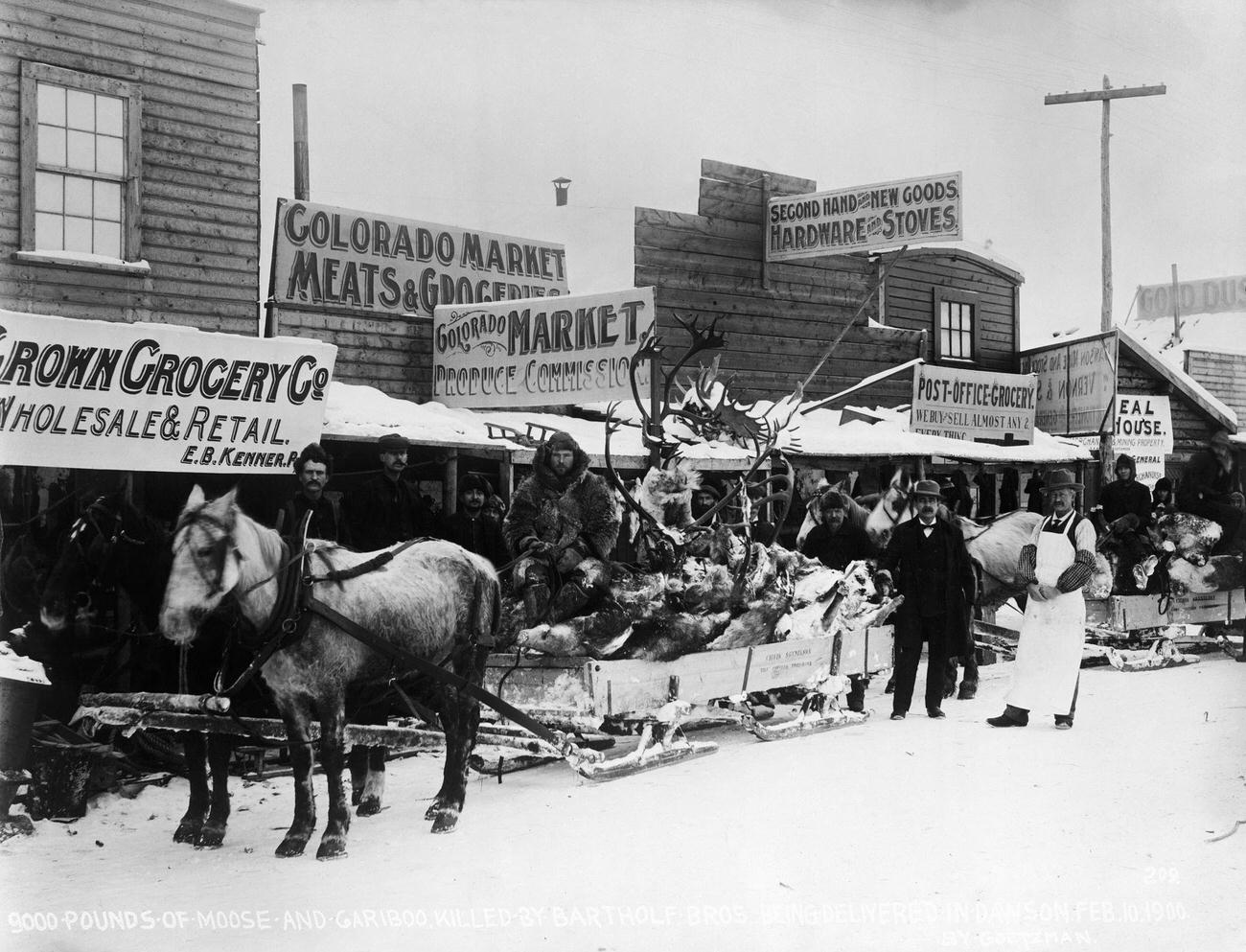 Delivery of a sled full of moose and caribou in Dawson, Alaska, during the Gold Rush, 1900.