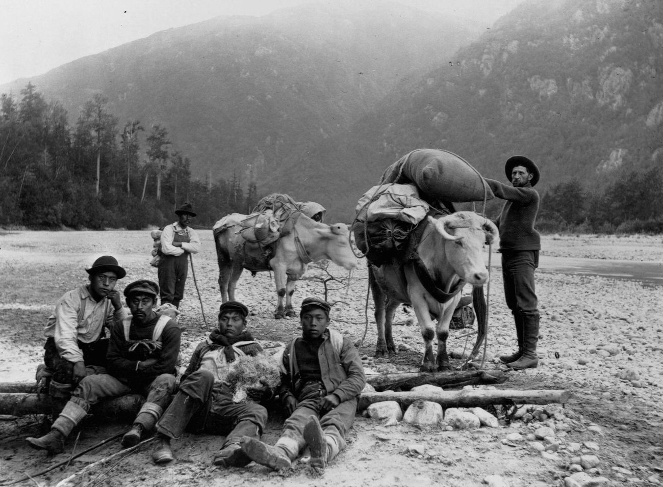 Five Chilkat porters with a miner and two oxen on the Dyea Trail, head of Chilkoot Trail, Alaska, 1897.