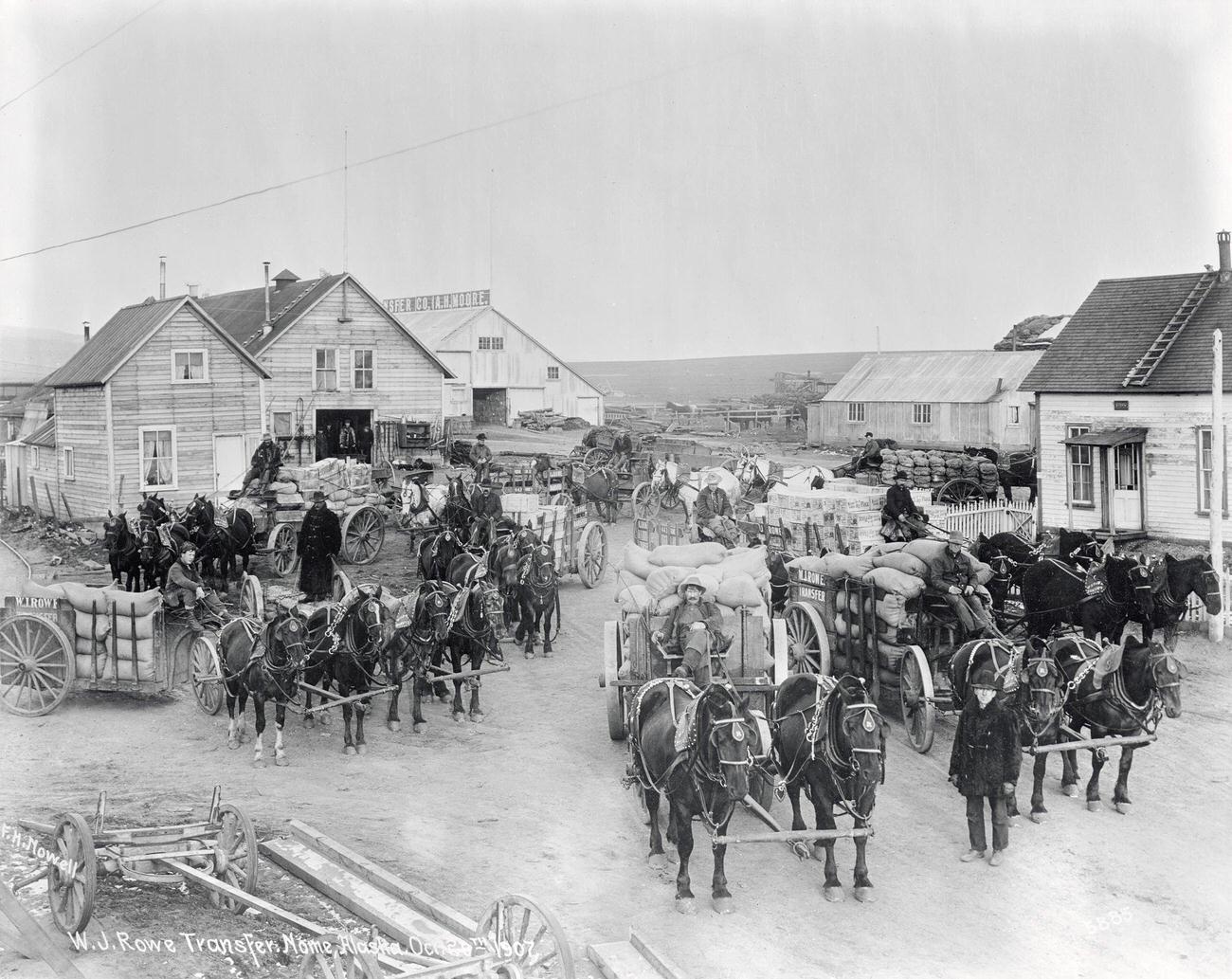 Teams of horses with wagons in Nome, Alaska, during the Klondike Gold Rush.