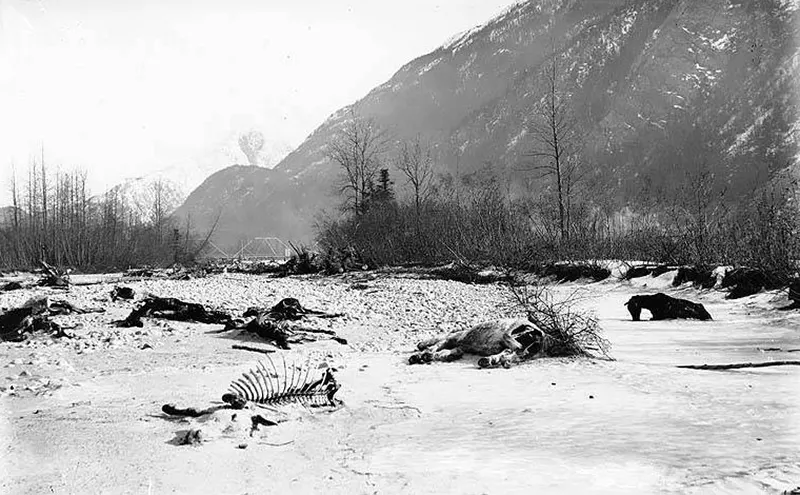 Dead horses littering the White Pass trail, 1898.