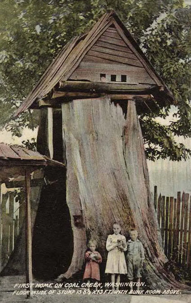 Children in front of a stump house, 1900.