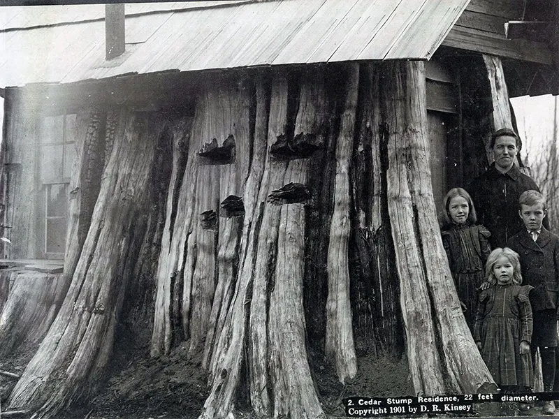 A Look Inside the Stunning Tree Stump House of the Late 19th and Early 20th Century