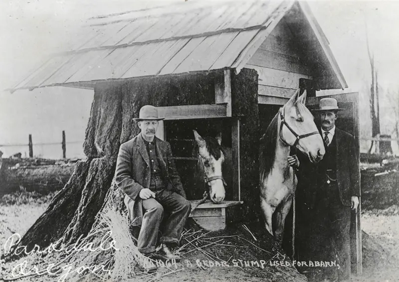 A Look Inside the Stunning Tree Stump House of the Late 19th and Early 20th Century