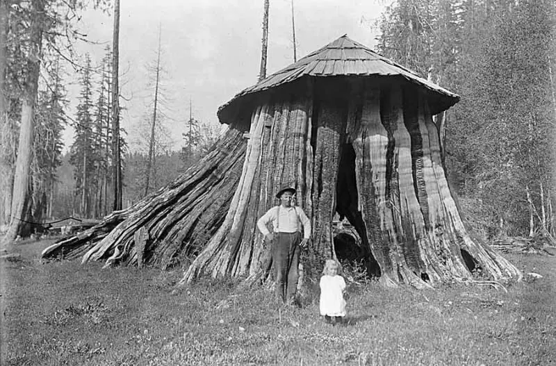 A Look Inside the Stunning Tree Stump House of the Late 19th and Early 20th Century