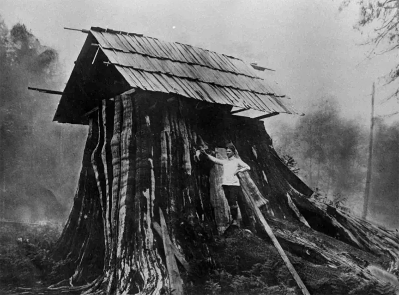 A Look Inside the Stunning Tree Stump House of the Late 19th and Early 20th Century