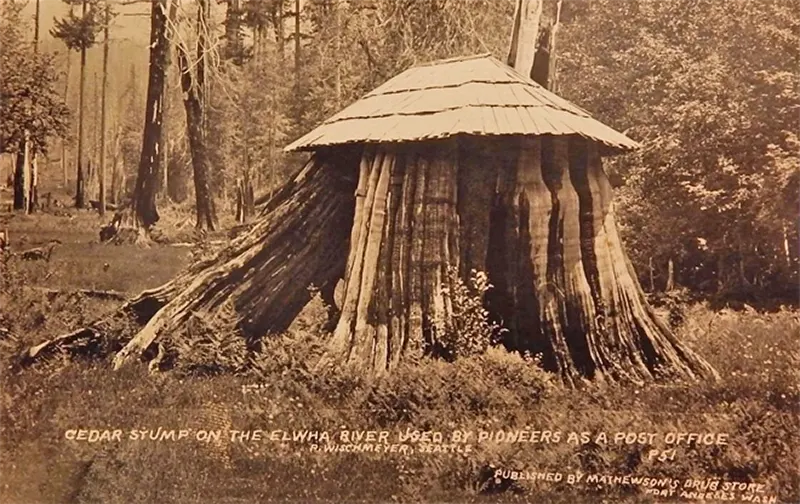 A Look Inside the Stunning Tree Stump House of the Late 19th and Early 20th Century