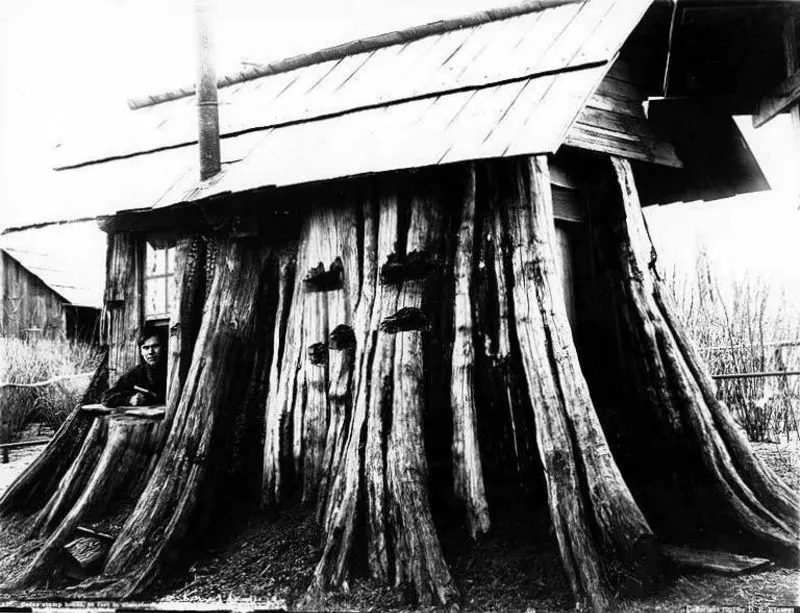 A Look Inside the Stunning Tree Stump House of the Late 19th and Early 20th Century