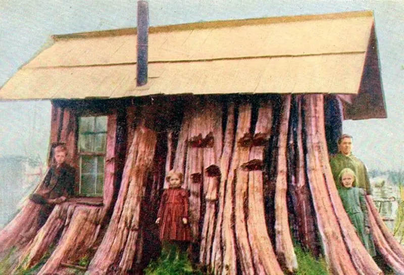 A Look Inside the Stunning Tree Stump House of the Late 19th and Early 20th Century