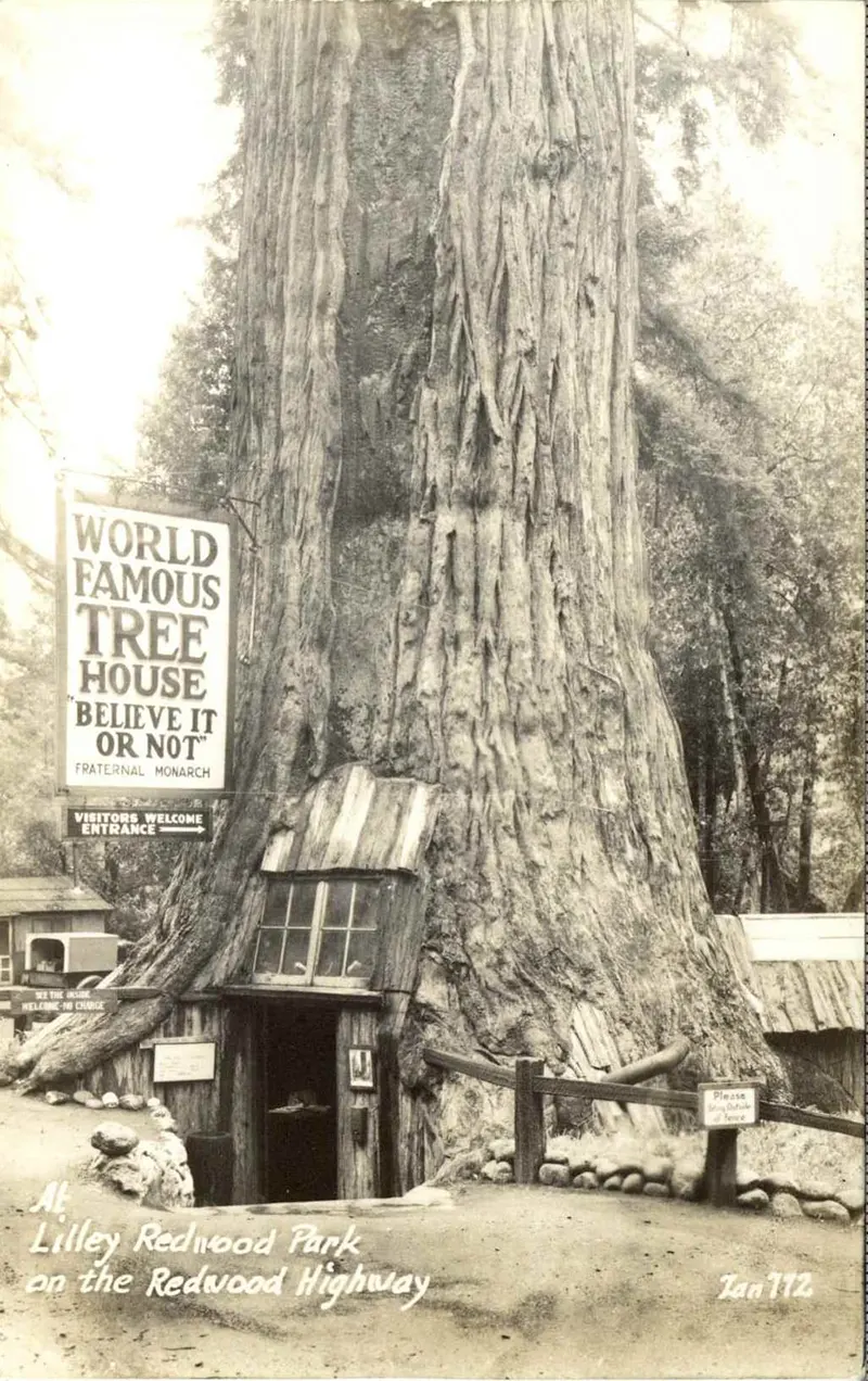 A Look Inside the Stunning Tree Stump House of the Late 19th and Early 20th Century