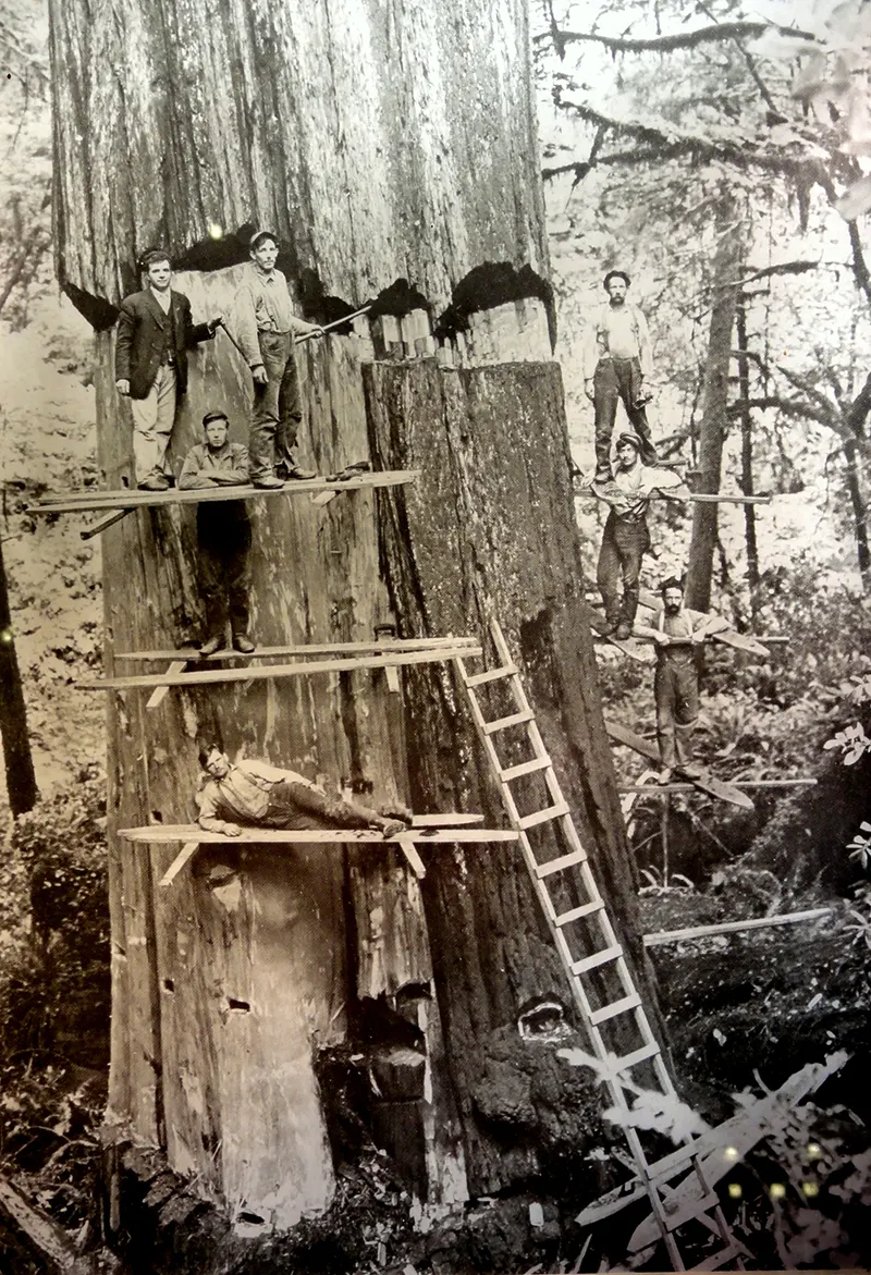 A Look Inside the Stunning Tree Stump House of the Late 19th and Early 20th Century