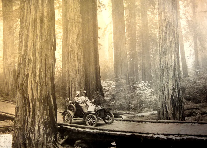 A Look Inside the Stunning Tree Stump House of the Late 19th and Early 20th Century