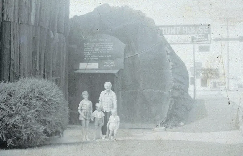 Stump House, Eureka, California, 1950s.