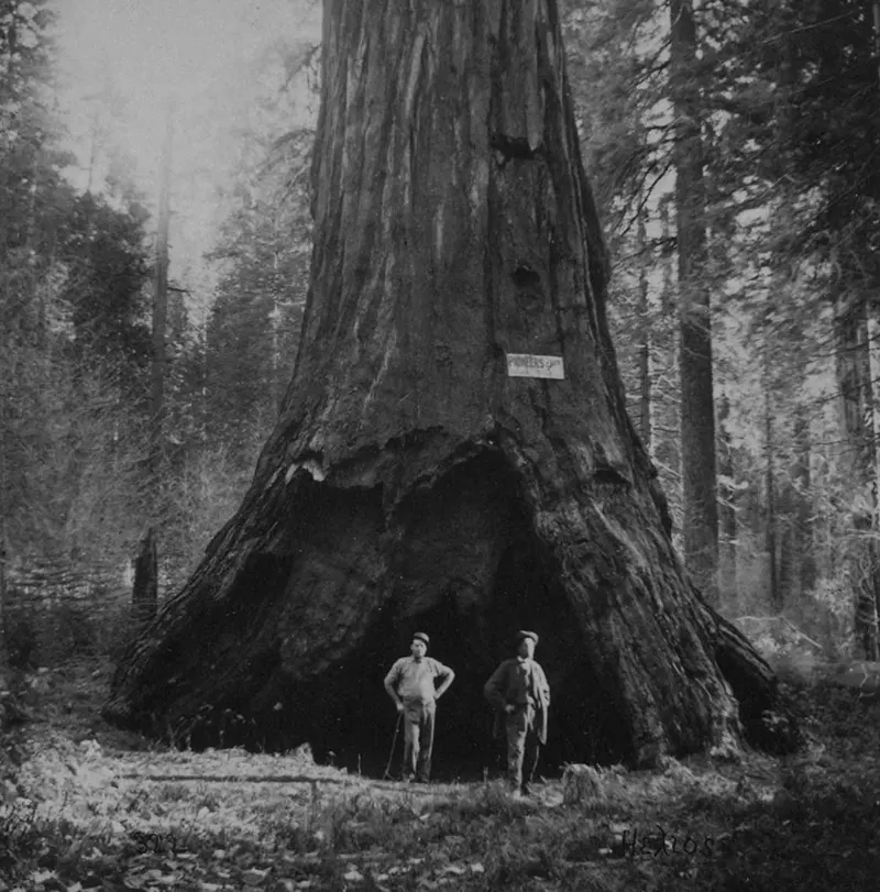 Pioneer’s Cabin, 318 ft. high, 75 ft. circumference, California, Mammoth Grove, 1870s.