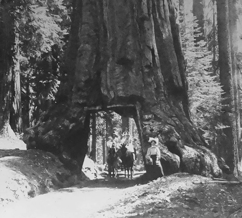 Wawona Tree, Mariposa Grove, Yosemite, California, 1897, fell in 1969.