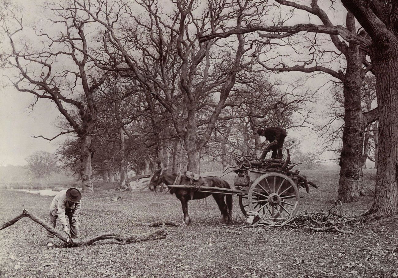 Two men collecting fallen branches in England, circa 1890.