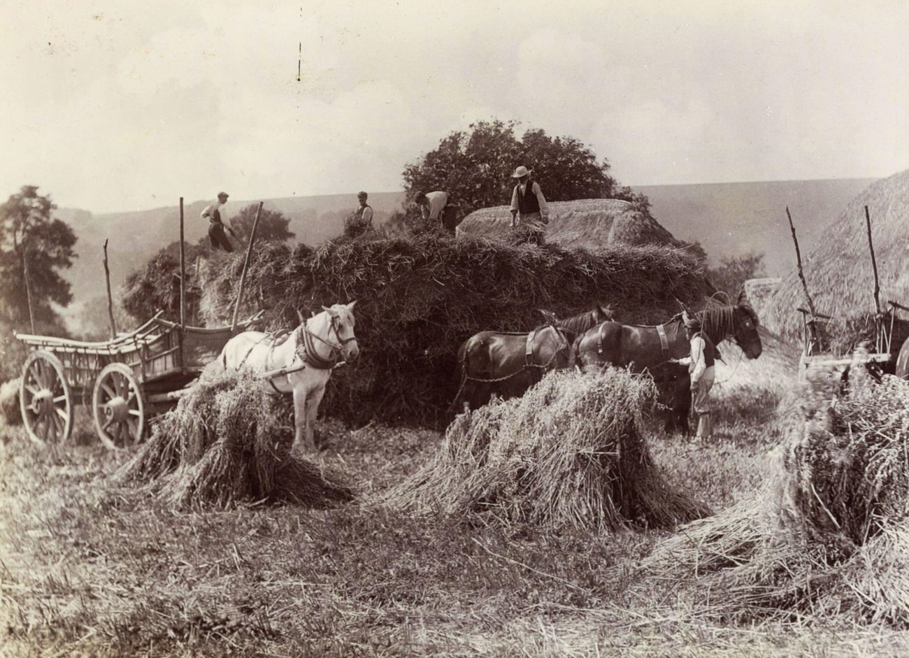 Farm laborers harvesting wheat in England, circa 1890.