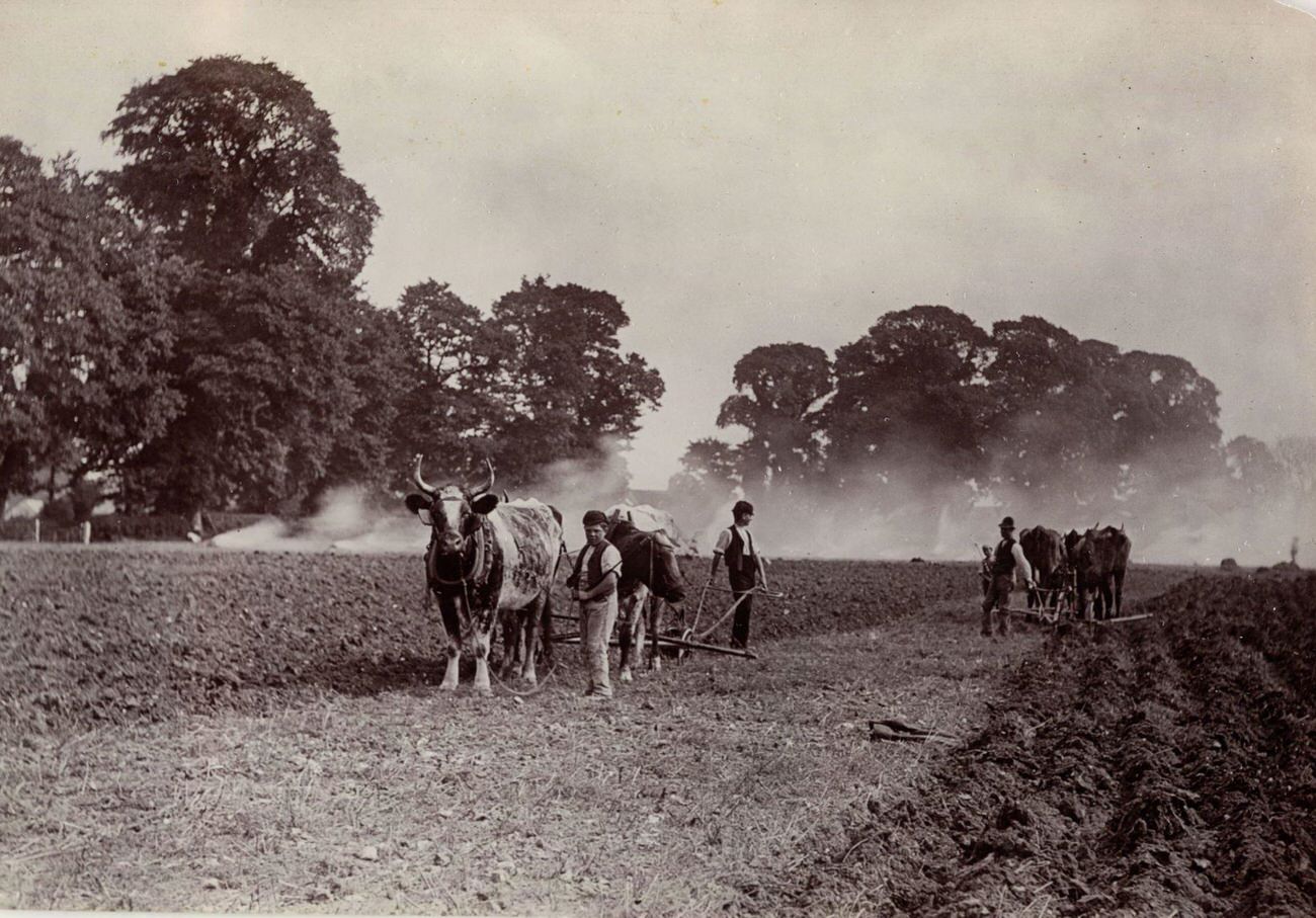 Ploughing and Burning, 1890.