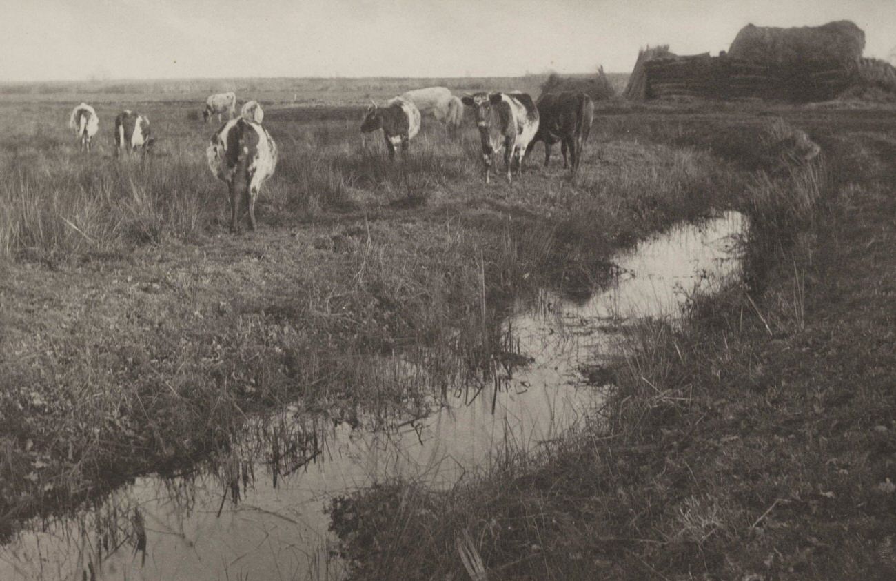 Cattle on the Marshes, 1886.